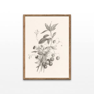 Strawberries and Cherries Prints, Antique Lithograph, Vintage Flower Drawing, Home wall Decor, Printable Wall Art