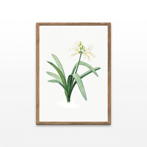 Vintage Botanical Prints, Botanical Illustration, Flowers in Art, Bathroom Decor Prints , Digital Download, Printable Wall Decor