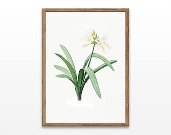 Vintage Botanical Print: Floral Illustration Art (Digital Download)
