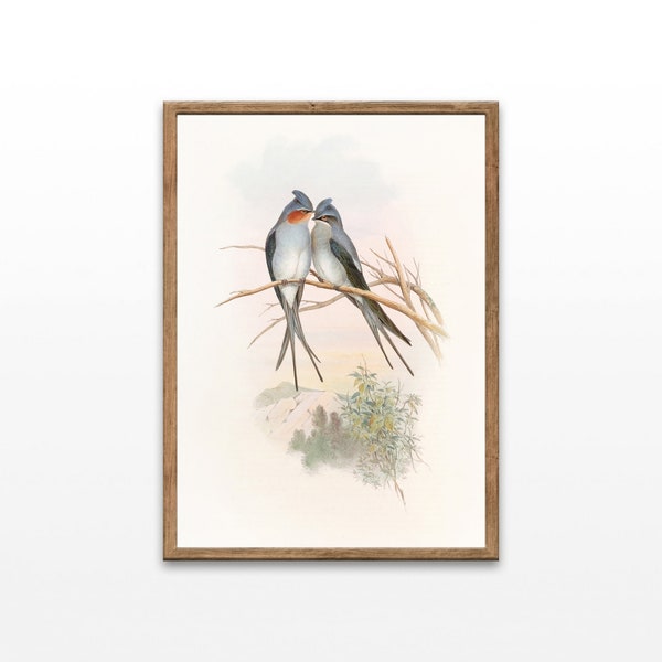 Vintage Bird Art Print, Bird Illustration, Farmhouse Wall Decor, Digital Download, Printable Wall Art