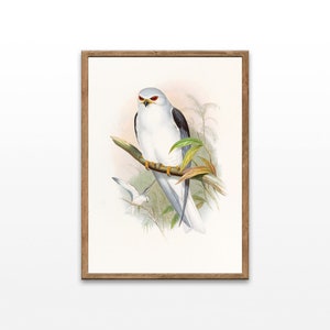 Vintage Bird Illustrations, The Birds of Asia, Elanus Caeruleus, Paintings of Bird, Downloadable Prints, Printable Wall Art