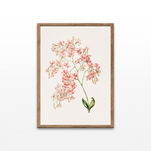 Botanical illustrations, Artorima Erubescens, Vintage Botanical Print, Art For Bathroom, Art For Laundry, Printable Wall Art