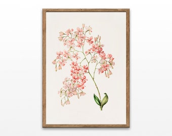 Artorima Erubescens Botanical Print: Vintage Floral Illustration (Digital Download)