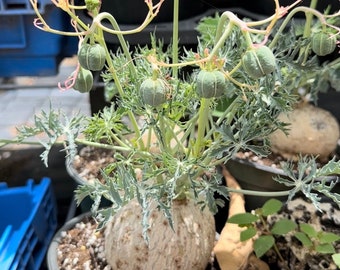 Jatropha Cathartica Berlandieri - Vibrant Live Plant for Indoor & Outdoor Gardens