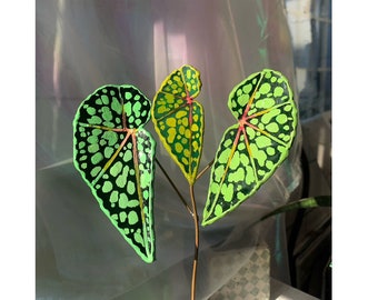 Begonia Chlorosticta Green Form: Stained Glass Jewel for Plant Lovers & Home Decor - Handcrafted Tropical Leaf Art - Set of 3 leaves