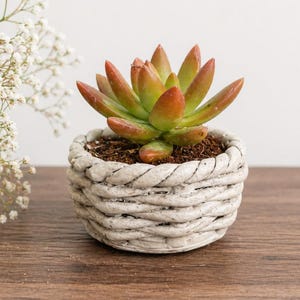 May include: A succulent plant with green and orange leaves sits in a small, round, gray woven-style pot. The pot is filled with soil. White flowers are in the background. The pot is on a wooden surface.