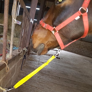 May include: A brown horse with a red halter and a yellow lead rope attached to a metal clip. The horse is standing in a barn stall with hay in the background. The sign says "No Mowing".