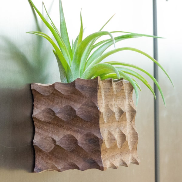 Air plant holder