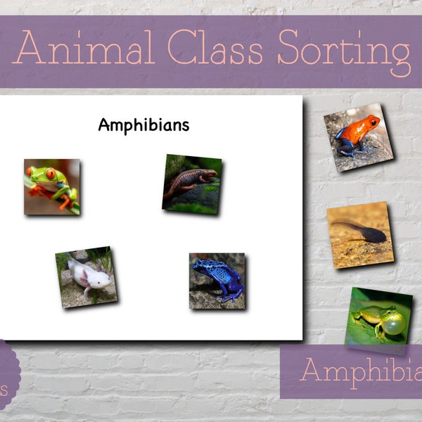 Amphibians Animal Class Sorting Activity - Montessori Printable