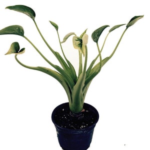 May include: A potted green plant with long, slender leaves and a white flower. The plant is in a black plastic pot.