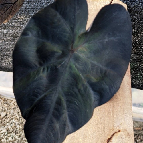 Colocasia mojito Elephant Ears Taro Etsy
