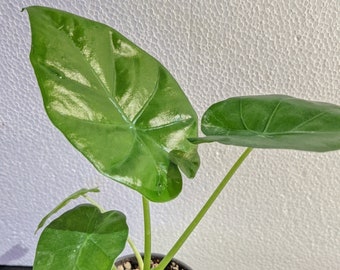 Alocasia "Borneo King" Starter Aroid, Elephant Ears Plant