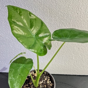 Alocasia &quot;&quot;Borneo King&quot;&quot; Starter Aroid, Elefantenohren Pflanze