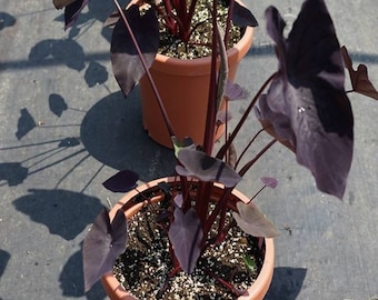 Colocasia "Tea Party", orejas de elefante, taro