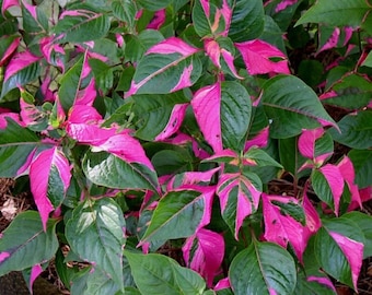 Live Alternanthera "Party Time" Starter Plant - USA Seller!