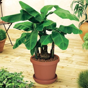 Op de afbeelding: Een gepotte bananenplant met grote groene bladeren in een terracotta pot met een schotel. De plant staat op een houten vloer.