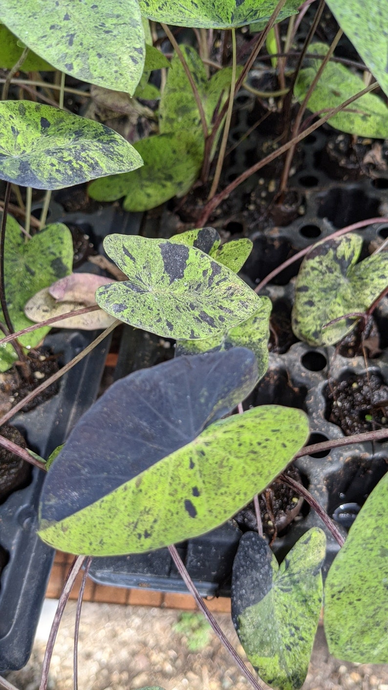 WonkaPlants Colocasia Mojito - Thumbnail 3