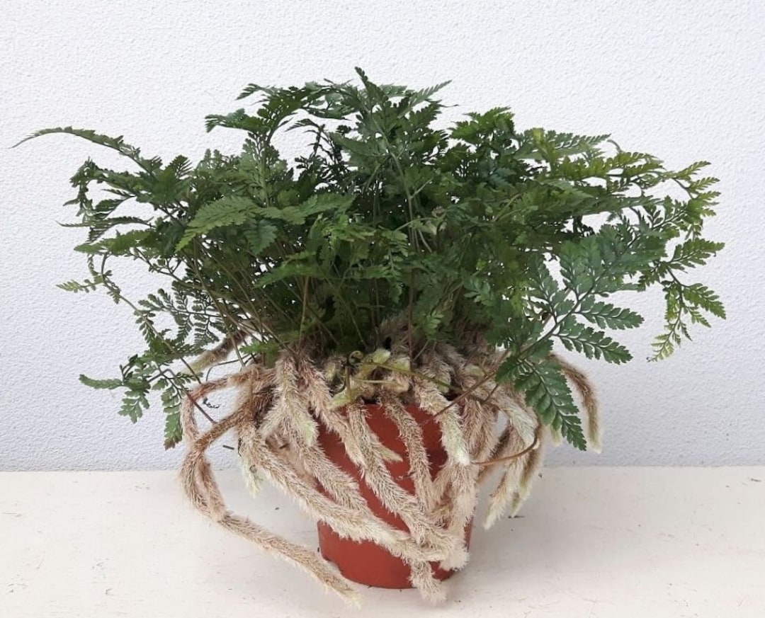 Davallia Humata Tyermanii - White Rabbit's Foot Fern - USA Seller - Etsy