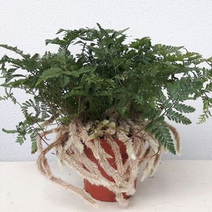 Könnte beinhalten: Eine grüne Farnpflanze mit langen, gefiederten Wedeln, die in einem braunen Topf wächst. Die Pflanze hat ein einzigartiges, flauschiges, weißes Wurzelsystem.