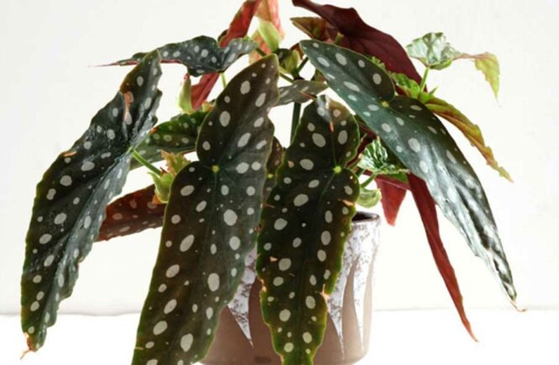 WonkaPlants Begonia Maculata Wightii Plant - Thumbnail 4