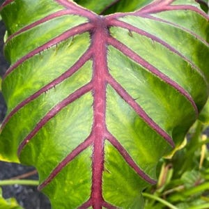 Puede incluir: Primer plano de una vibrante hoja verde con prominentes venas de color burdeos. La superficie de la hoja tiene una apariencia texturizada, y las venas crean un patrón llamativo. El follaje de la planta es un elemento natural exuberante.