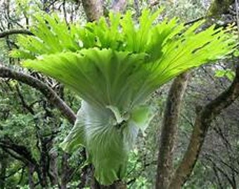 Live - Super Rare Platycerium Superbum Epiphyte Starter Plant - USA Seller