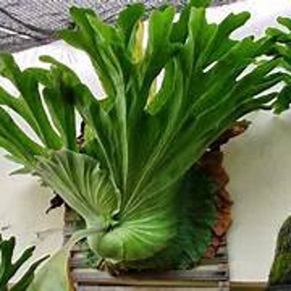 Live - Rare Platycerium Grande "Grandis" Staghorn Starter Plant - USA Seller