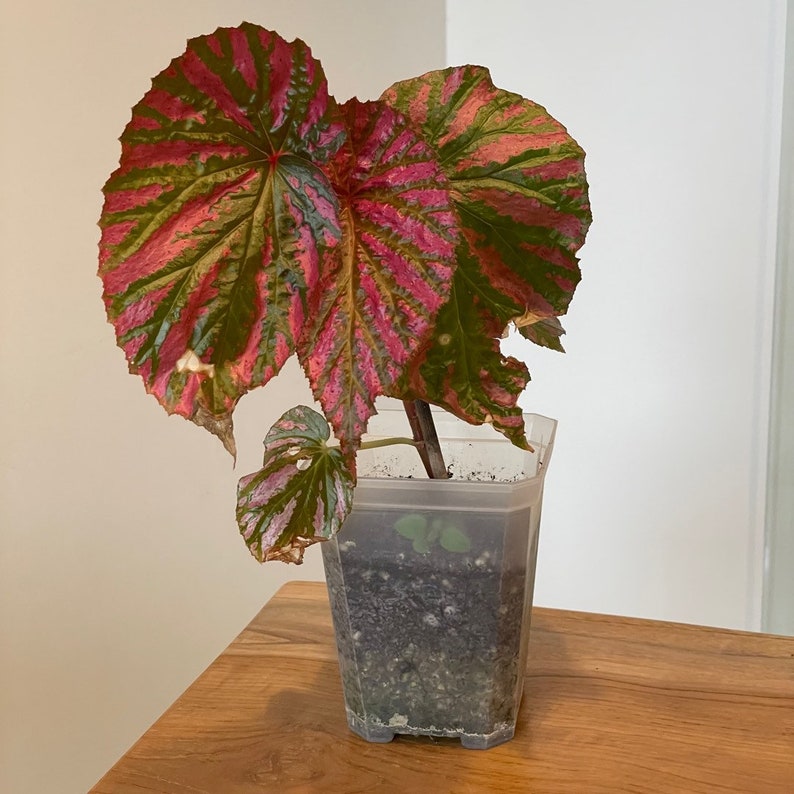 May include: A pink and green begonia plant with variegated leaves in a clear plastic pot. The plant is sitting on a wooden surface.