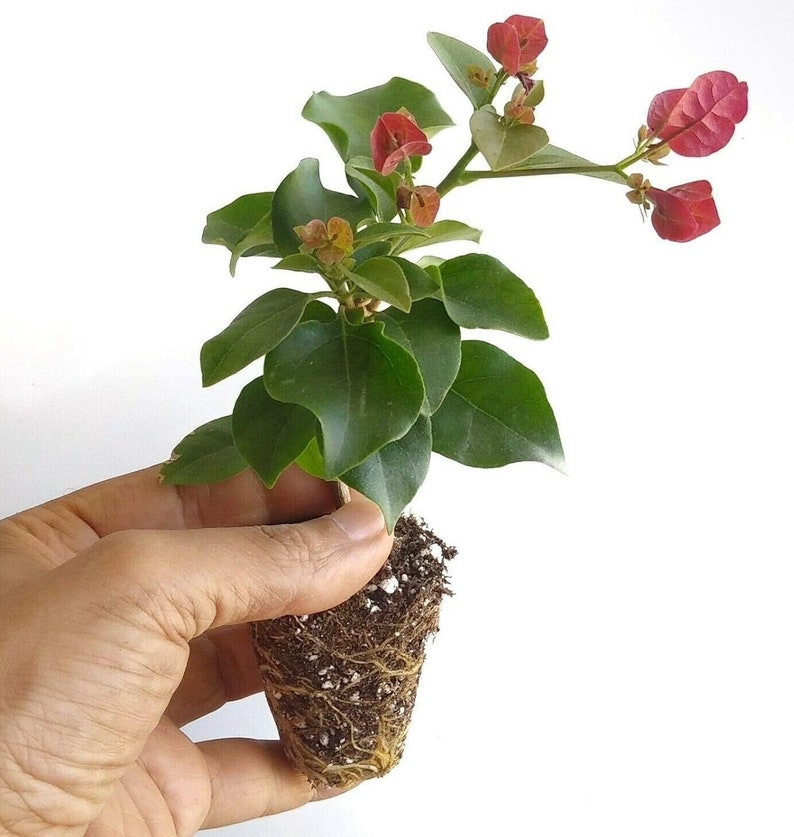 WonkaPlants Bougainvillea Starter Plant - Thumbnail 2