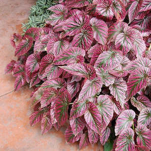 May include: A close-up of a pink and green leafy plant with a textured surface. The plant has large, heart-shaped leaves with prominent veins.