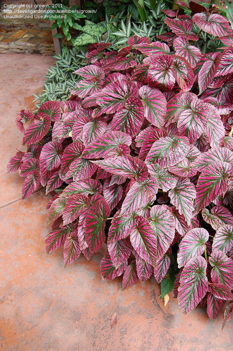 May include: A close-up of a pink and green leafy plant with a textured surface. The plant has large, heart-shaped leaves with prominent veins.