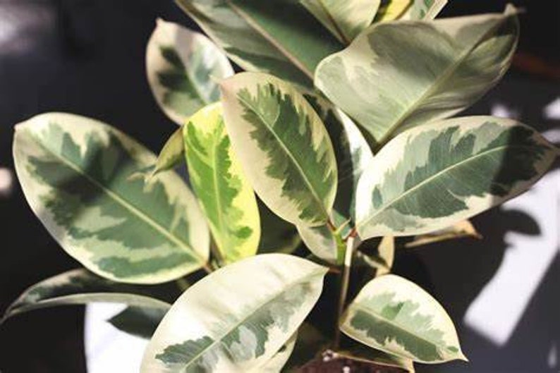 WonkaPlants Ficus Tineke Elastica Rubber Tree - Thumbnail 3