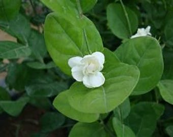 Sambac Arabian Jasmine, White Fragrant Live Starter Plant - USA Seller
