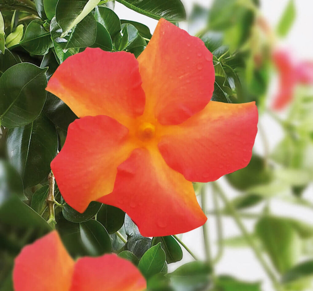 New Mandevilla Firedup Orange Live Starter Plant - Etsy
