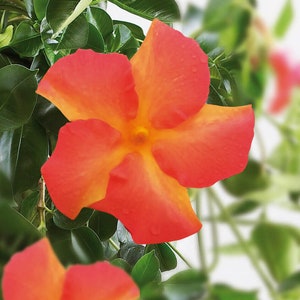 Op de afbeelding: Een close-up van een fel oranje en gele bloem met vijf bloemblaadjes. De bloem is scherp, terwijl de groene bladeren erachter wazig zijn.