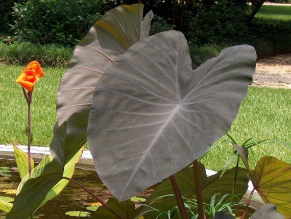 elefantenfu jungpflanze Beaucarnea recurvata kaufen