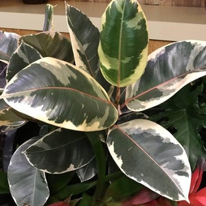 Live Ficus &quot;Tineke&quot; Elastica, Rubber Tree Starter Variegated Tropical Plant - USA Seller