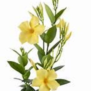 May include: A close-up of a Mandevilla plant with bright yellow flowers and green leaves. The flowers are fully bloomed, showcasing their delicate petals and prominent yellow centers. The plant is set against a clean white background.