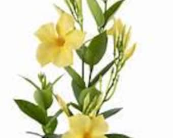 New Mandevilla Sun Parasol SunBeam Yellow Live Starter Plant