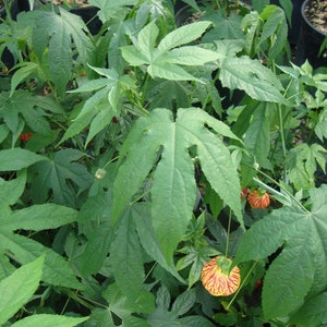 Chinese lantaarn 'Tiger Eye'-startplant Abutilon