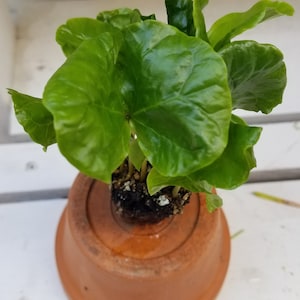 Arabica Coffee Plant, Live starter Plant image 6
