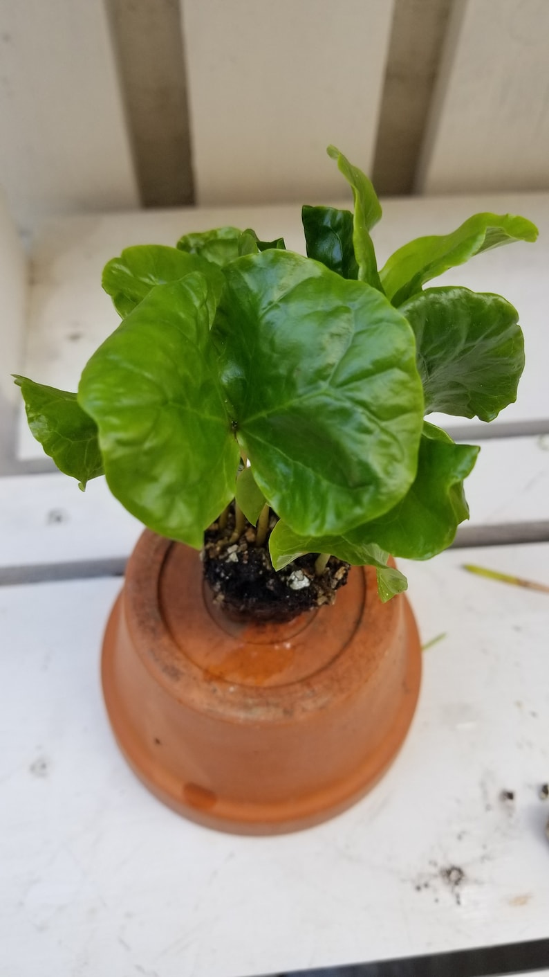 Arabica Coffee Plant, Live starter Plant image 6