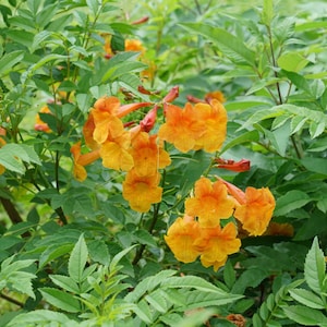 May include: Close-up of vibrant orange trumpet vine flowers in full bloom. The flowers are clustered together, with a trumpet shape and ruffled edges. The background is filled with lush green leaves, creating a natural and colorful scene.