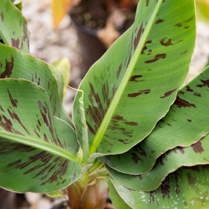 Musa "Poquito", banana starter plant, Live