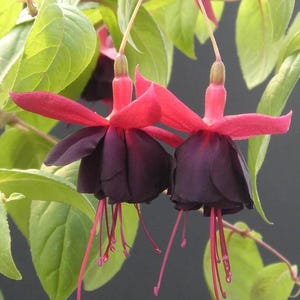 Op de afbeelding: Close-up van twee fuchsia bloemen met dieppaarse, klokvormige bloemblaadjes en levendige rode kelkbladen. Lange, delicate rode meeldraden strekken zich uit vanuit het midden van de bloem. De bloemen staan tegen een achtergrond van groene bladeren.