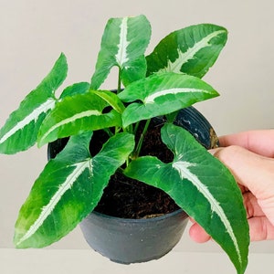 Live - Syngonium Wendlandii, Goose Foot, Arrow Head, Black Velvet, Starter Plant - USA Seller