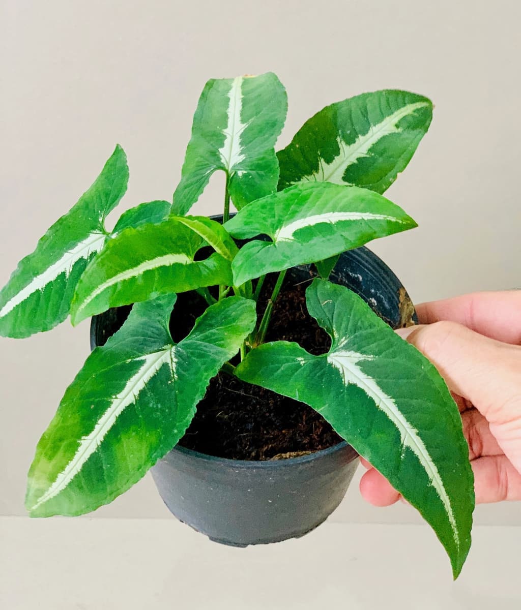 buy aloe vera plant near me Aloe barbadensis (Aloe Vera)  Plant Material