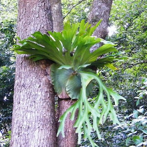 May include: A green staghorn fern growing on the trunk of a tree. The fern has large, flat fronds and long, trailing tendrils.