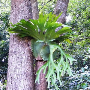 Live Rare Platycerium Netherlands Staghorn Fern - USA SELLER!