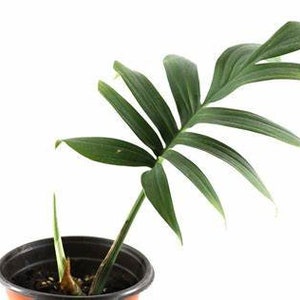 May include: A single green plant with large, wide leaves growing in a black plastic pot. The plant is on a white background.